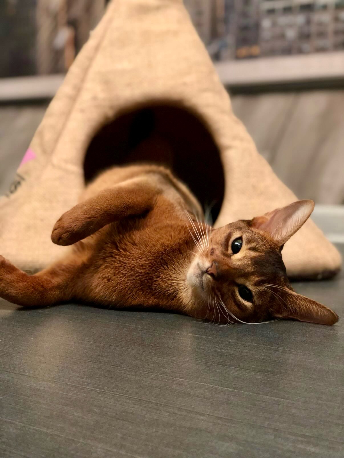 Say hello to Mureshka aka Muren our June pet of the month!🐈⬛ Muren is an 8 year old Abyssinian...