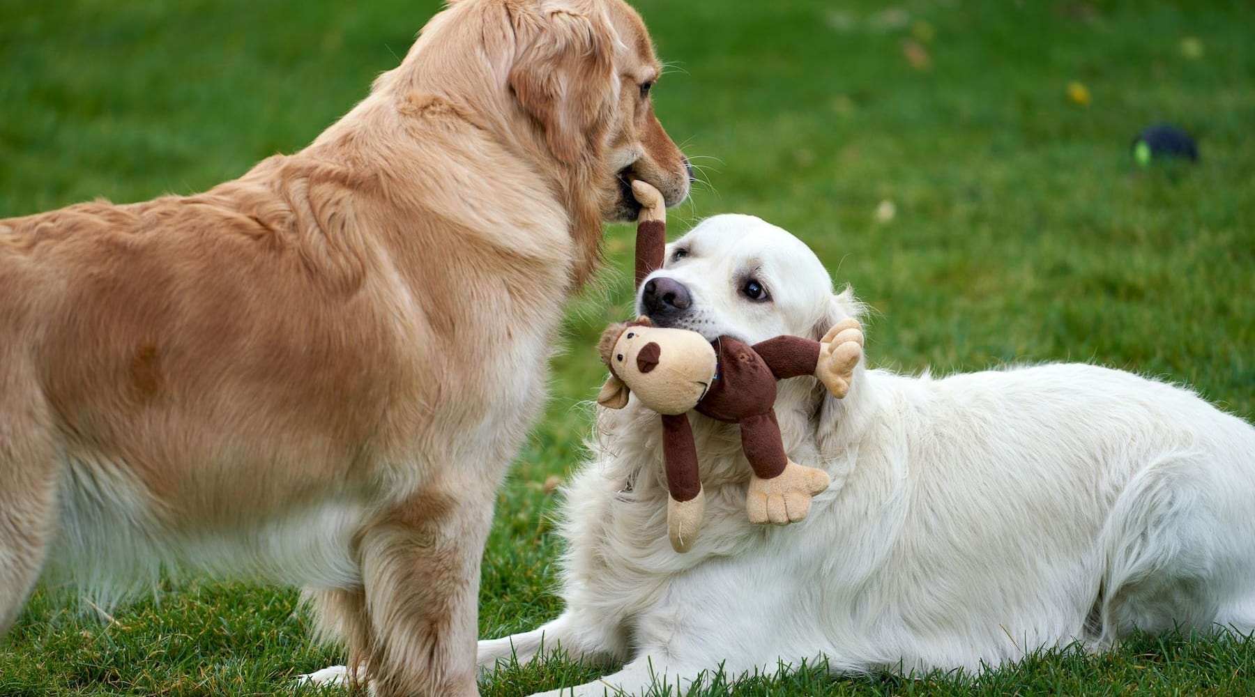 two dogs in a park playing with a toy