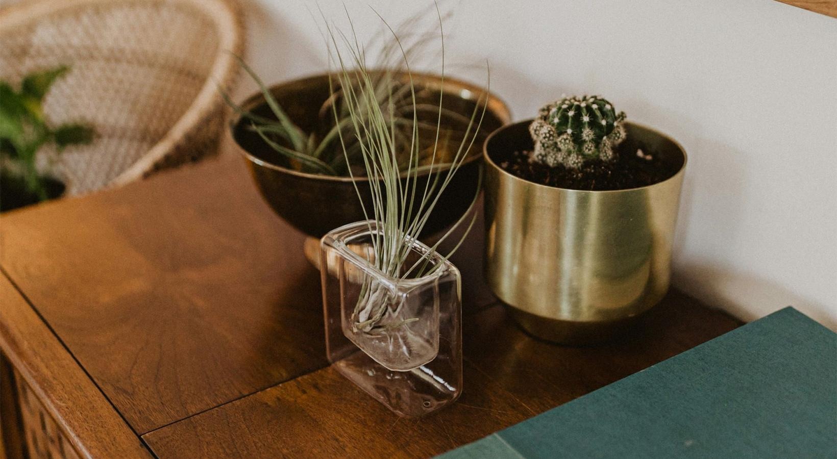 a plant in a pot on a dresser near a book