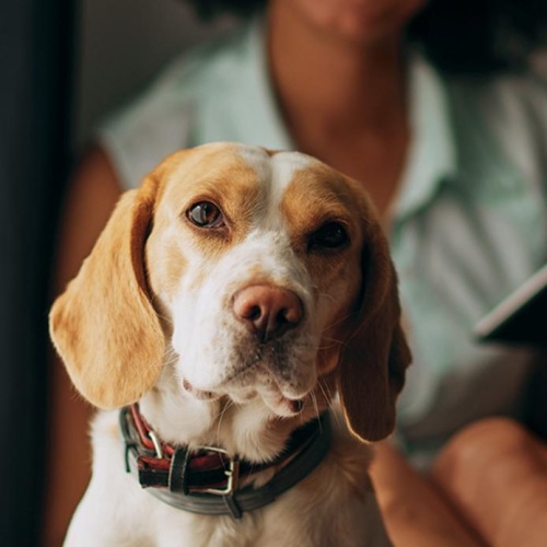 a person reading a book to a dog