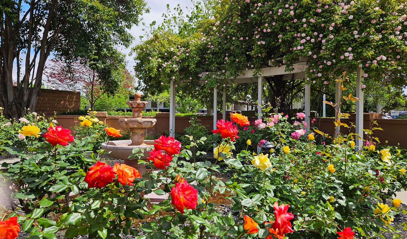 Ivy Park At Livermore photo