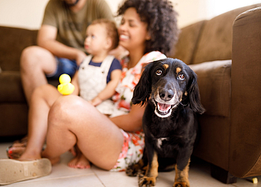 Happy family moment in a cozy living room featuring a playful dog and smiling parents with a toddler.