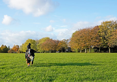 Serene park landscape with lush green grass, vibrant autumn trees, and a cheerful dog enjoying the open space.