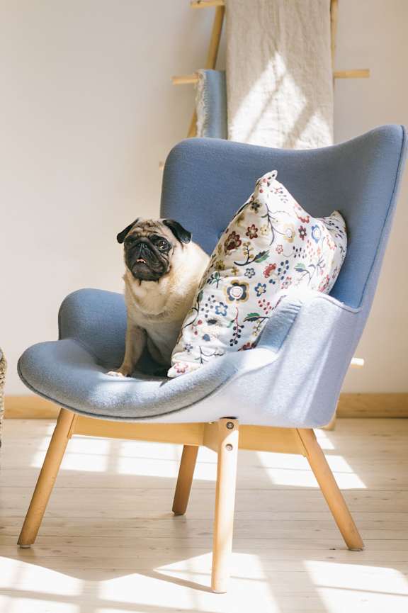 a pug sitting in a blue chair in a living room at The Flats at Ballantyne Apartments, Charlotte, North Carolina, 28277