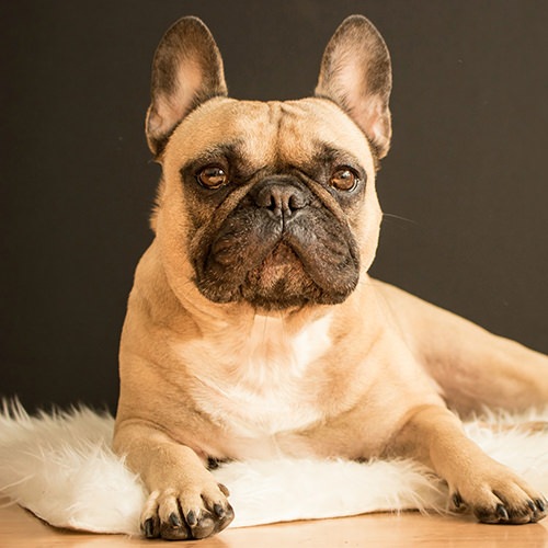 Pet-Friendly at The Registry Las Olas 