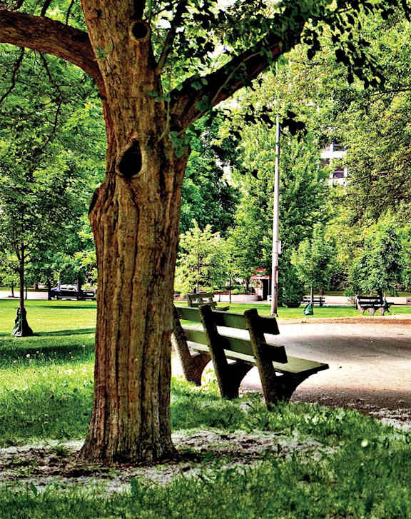 A tree with a bench in front of it.