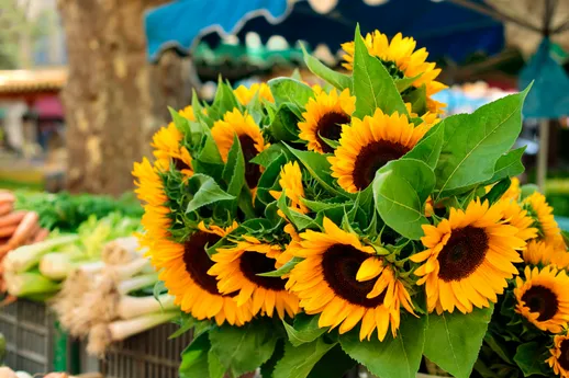 Bouquet of sunflowers at the market.