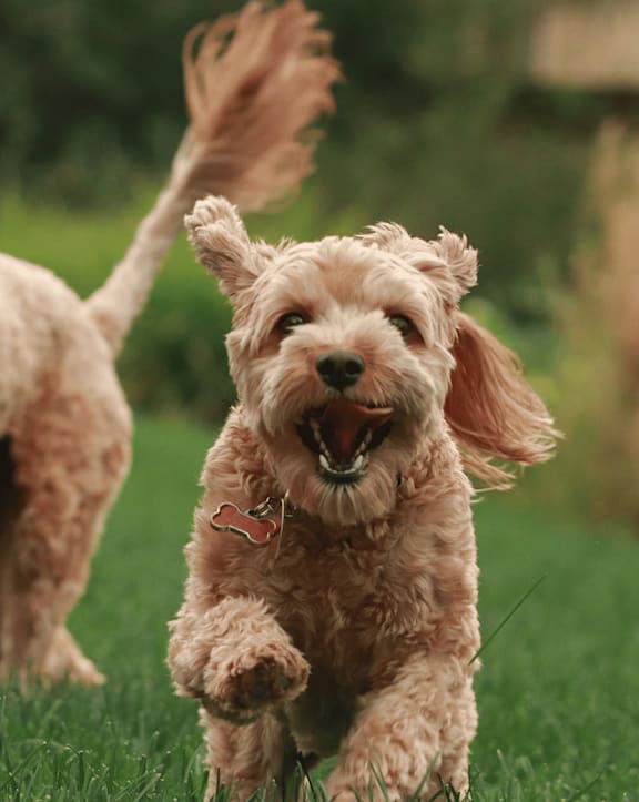 Two poodle dogs running in the grass.