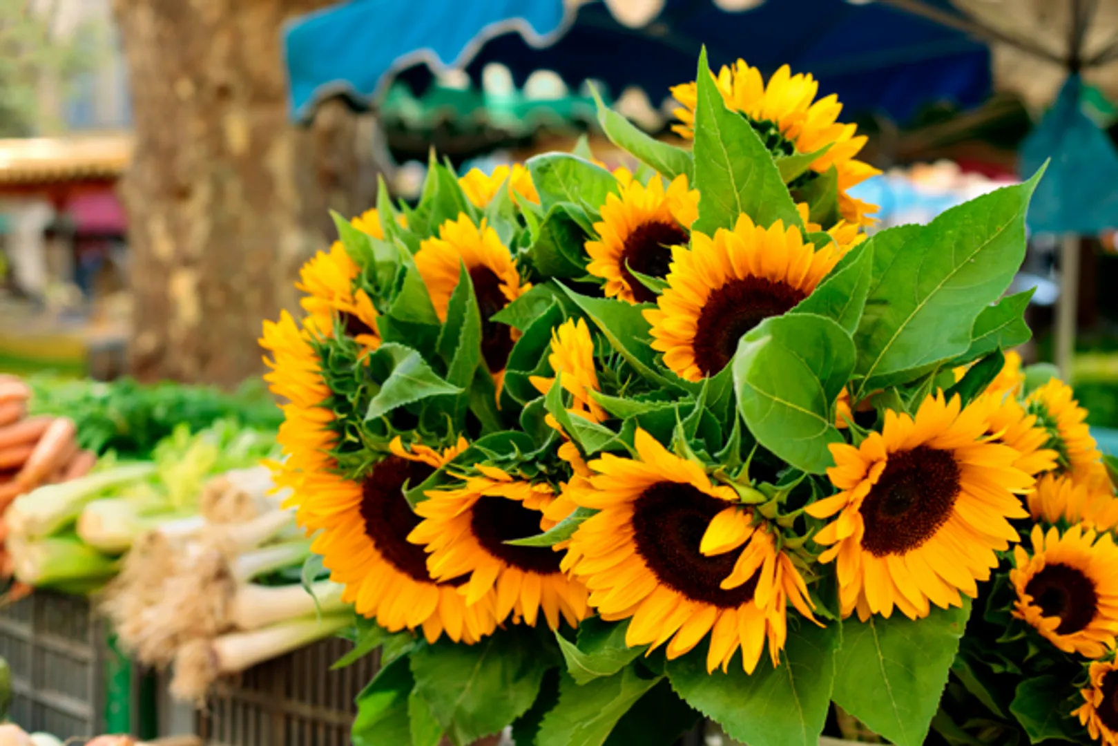 Bouquet of sunflowers