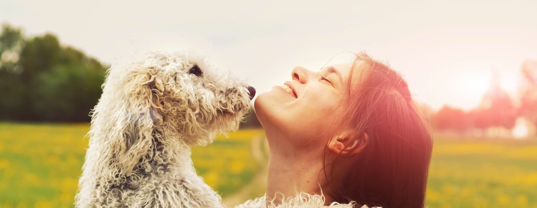 Young woman and dog in bright field during sunset