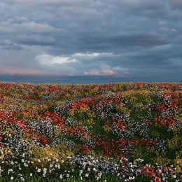 a field of flowers