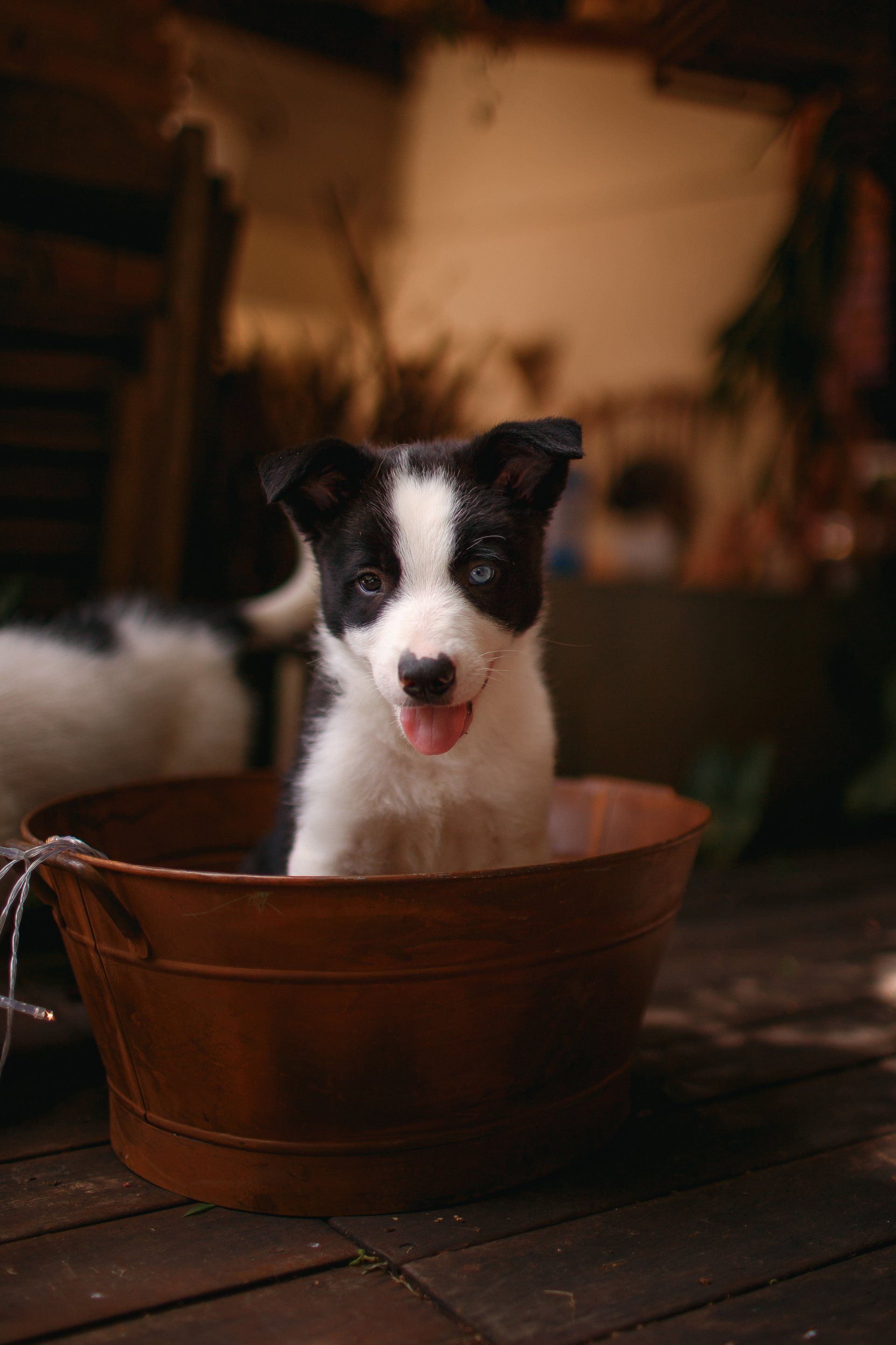 dog