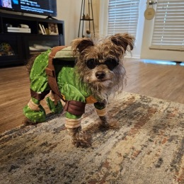 dog in costume