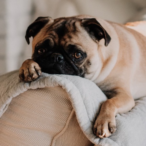 lifestyle image of a dog laying on a couch in a bright room