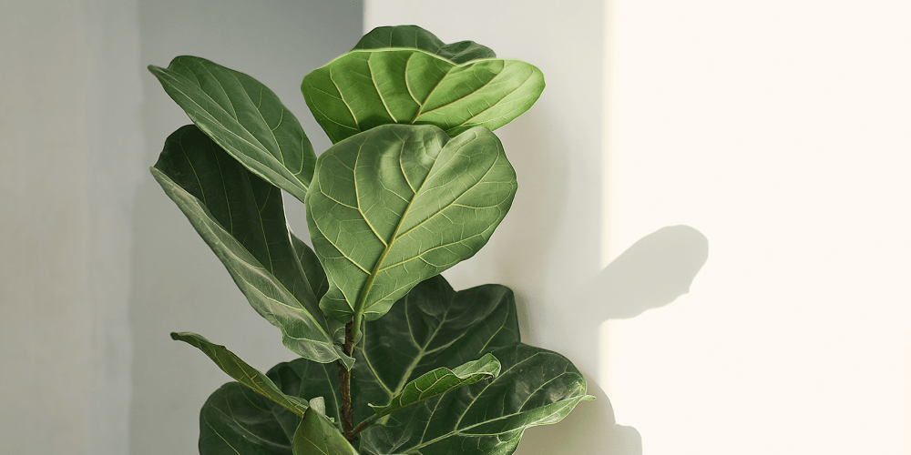 Plant in a room
