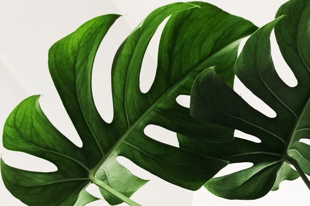 Close up of a tropical plant