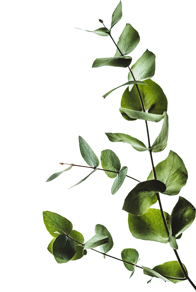 Ranch - Plant, Leaf