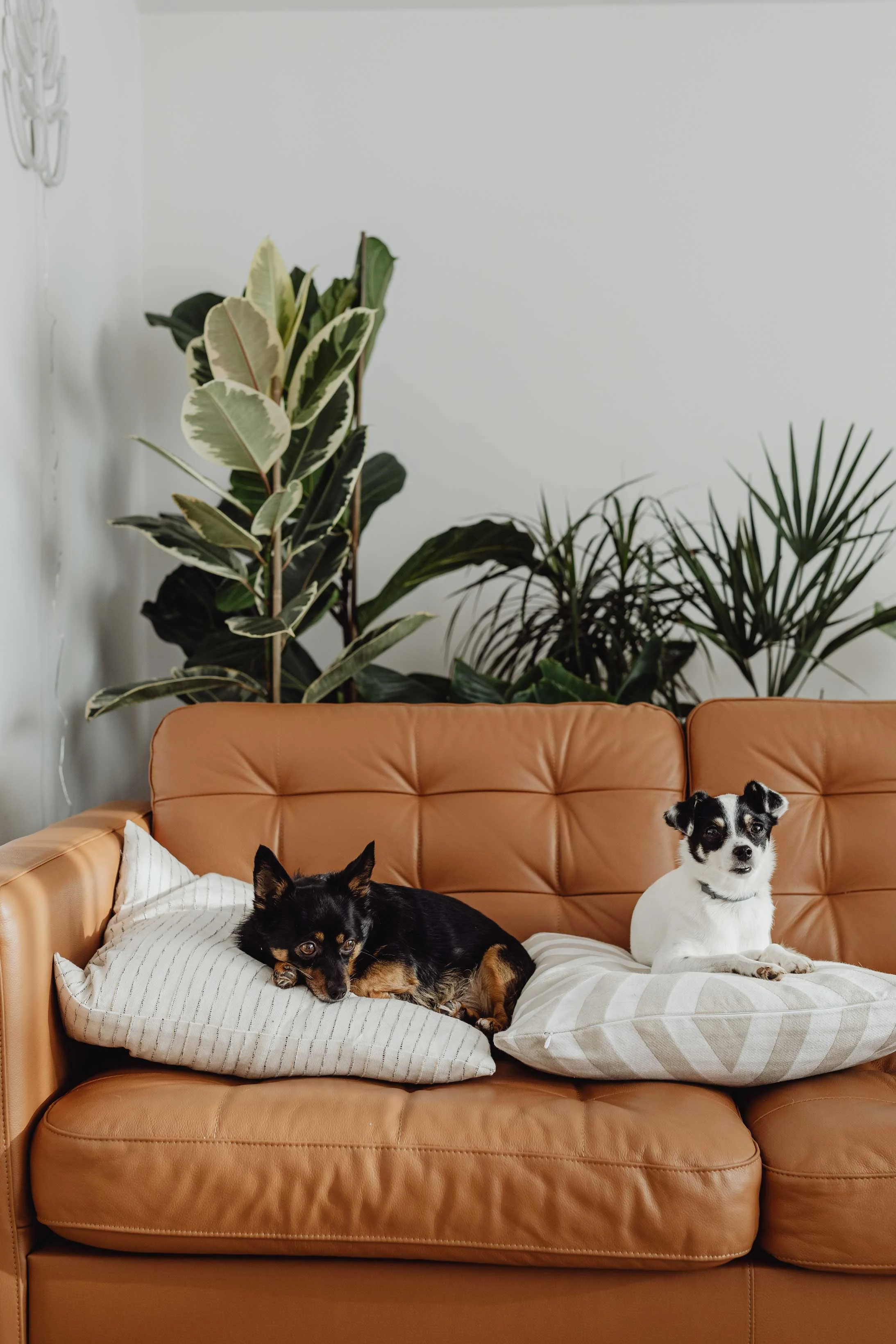 Ranch Homes 2022 - Furniture, Couch, Cat