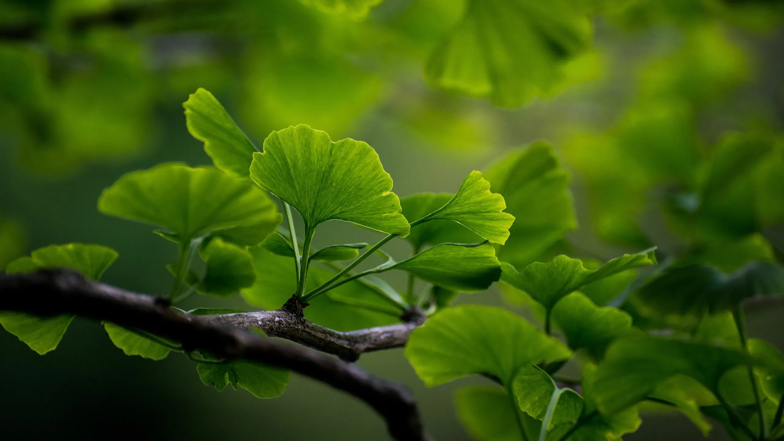 Close-up of vibrant green leaves with unique fan shapes, beautifully illuminated by soft natural light.