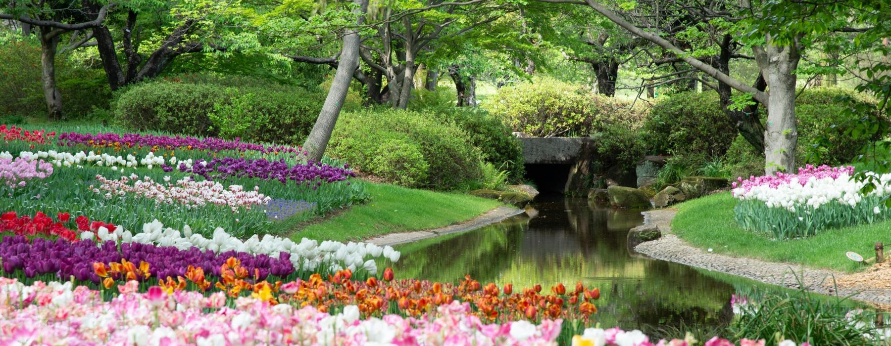 a garden with flowers