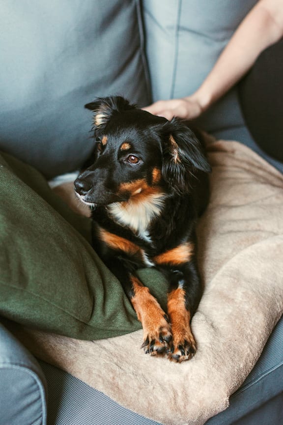 Black and Brown Dog Sitting on Couch