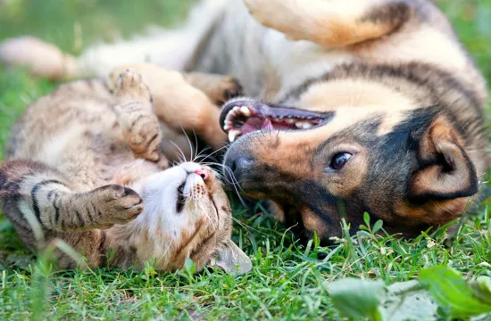 cat and dog lying in grass outside