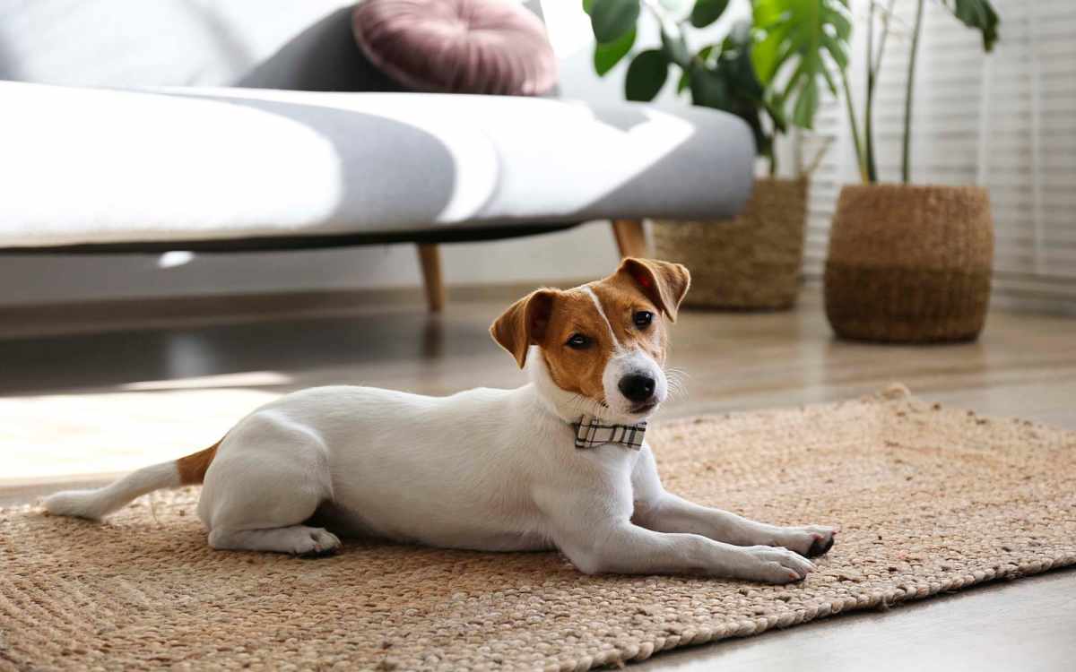 Cute pet dog resting on the floor in the apartment home at The Heyward Apartments in Corinth,Texas