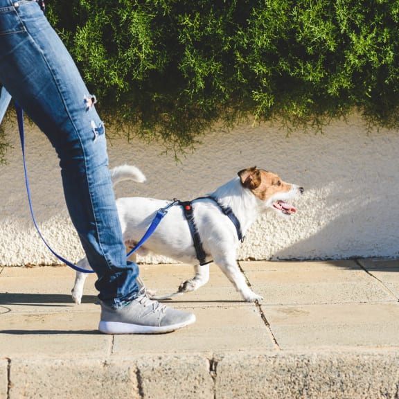Man Walking With A Dog at Martinique at Lakewood Ranch, Florida, 34240