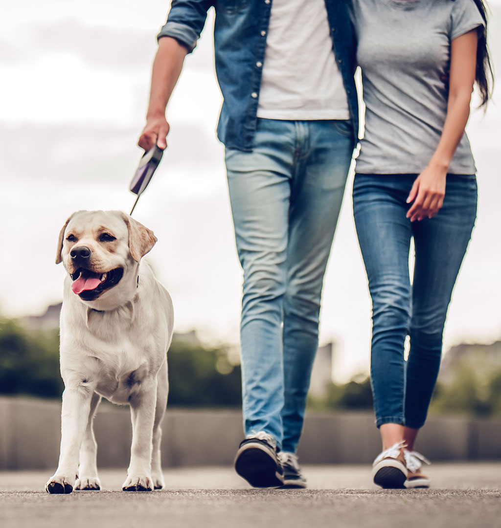 couple walking dog