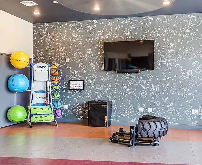 The fitness center at College View Student Apartments in Starkville, MS, featuring exercise balls and free weights.