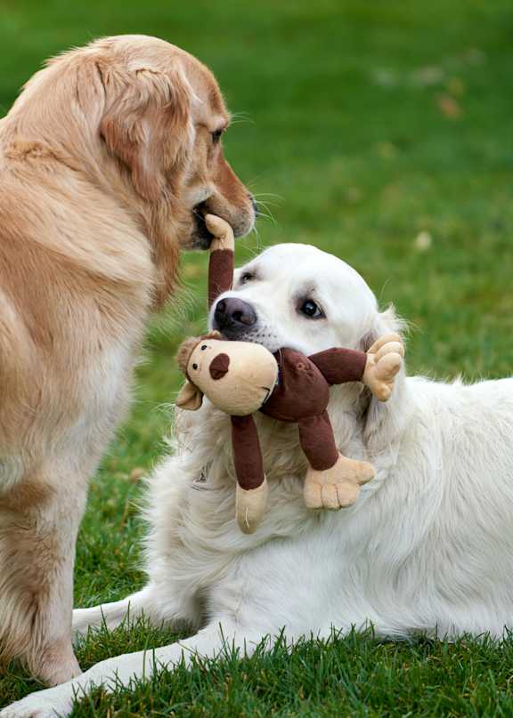 A golden retriever and a white dog playing with a toy.