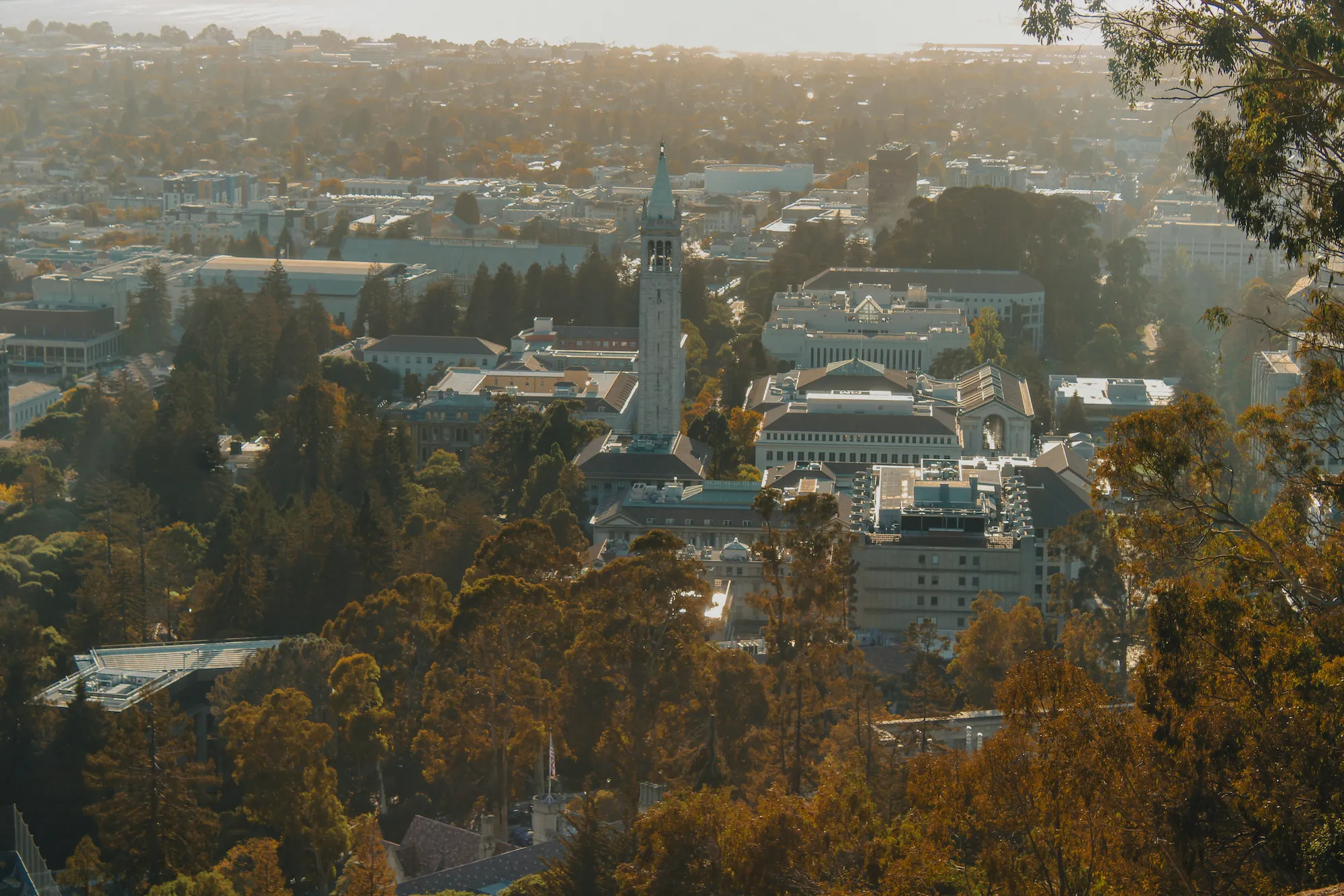 Pique Berkeley photo