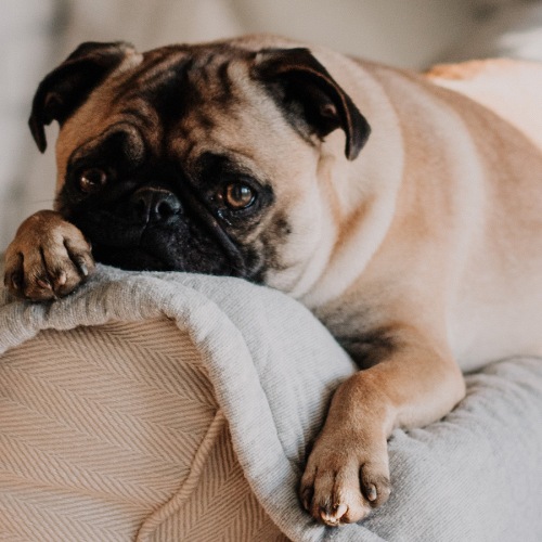 pet laying on a couch