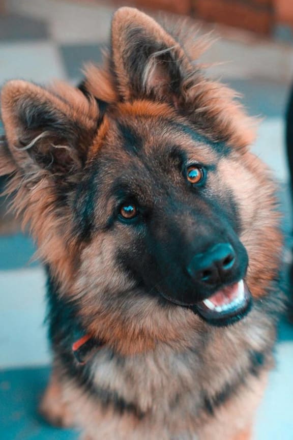 a brown and black dog looking at the camera