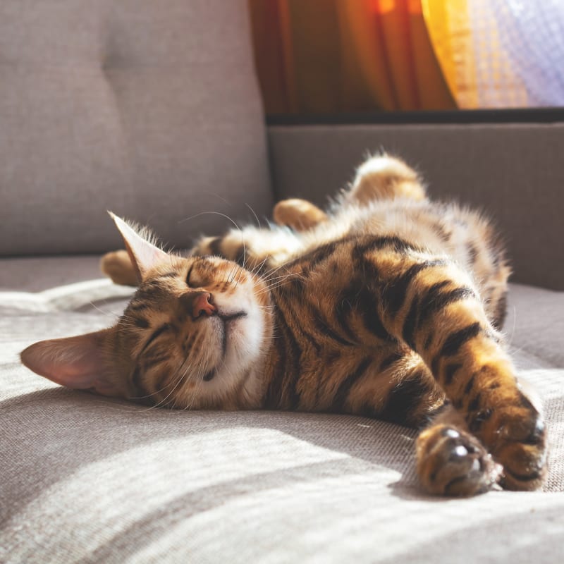 Cute kitty at Shaff Square Apartments in Stayton, Oregon