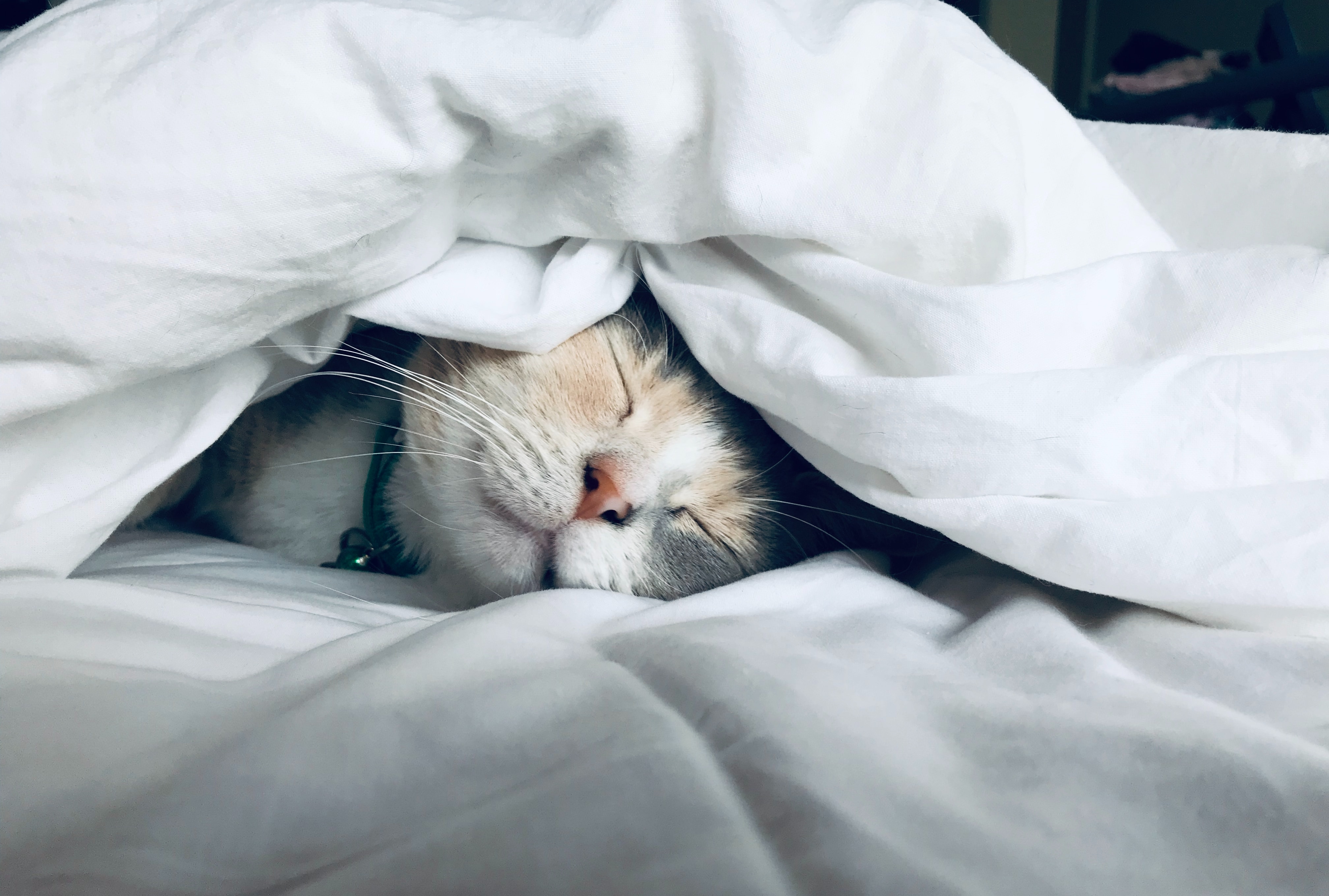 Cat in sheets stock photo