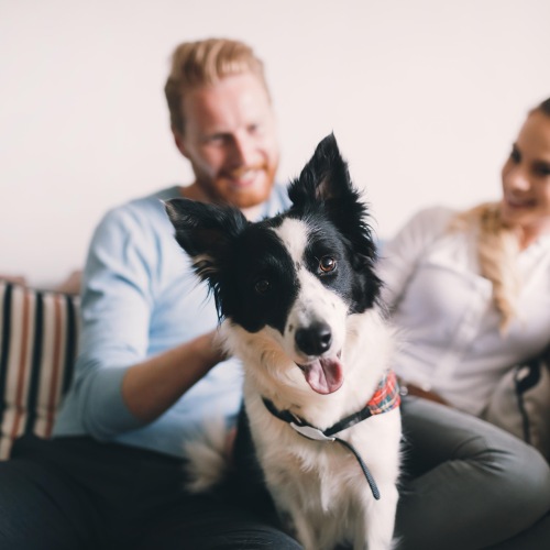 Pet sitting in a couple's lap in their living room 