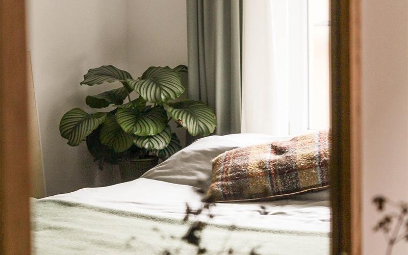 a plant on a bed