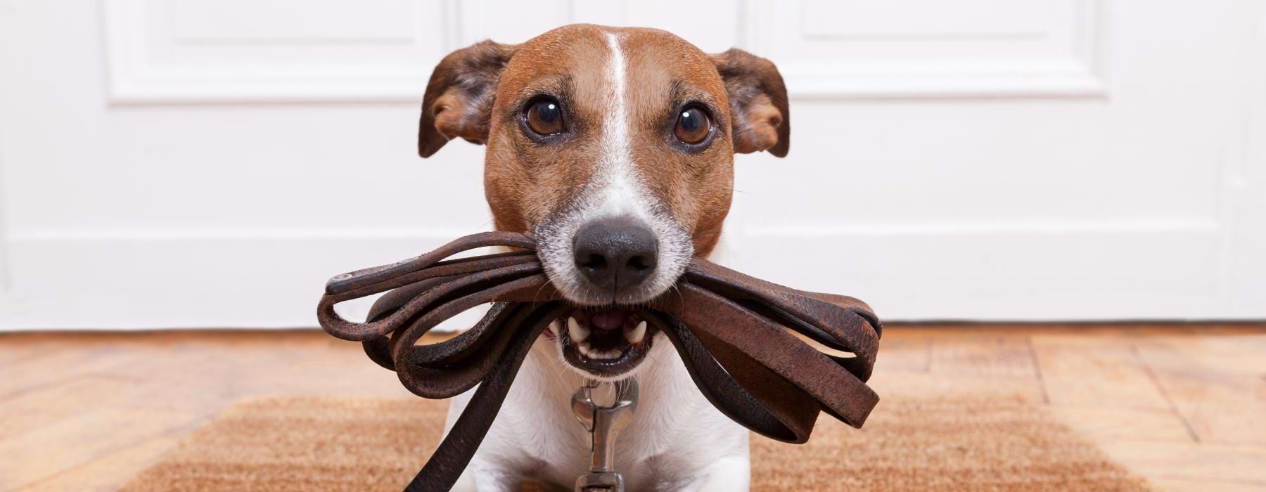 a dog wearing a garment