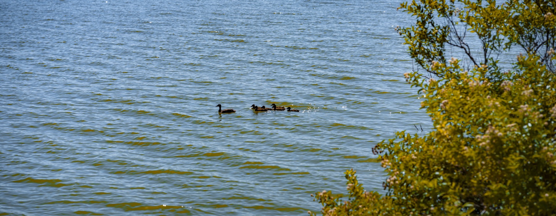 Lake near parcHAUS at Paloma Creek in Little Elm, TX