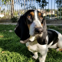 A dog in in our pet friendly homes at parcHAUS at Paloma Creek