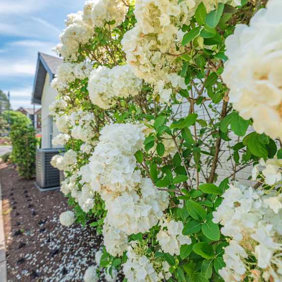 A white flowering bush is in front of a house.