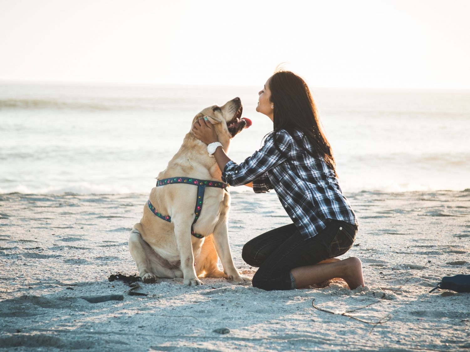 Adobe Stock Beach Dog
