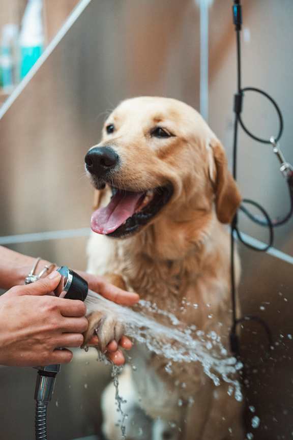 Person washing a dog