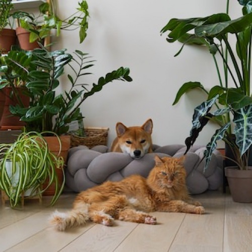 Dog and cat sitting on the floor 