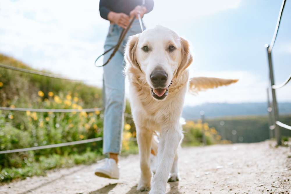 Dog in a field near The Maggie Towns in Jacksonville, Florida