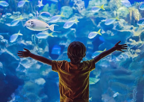 Child joyfully explores a vibrant aquarium, surrounded by colorful fish swimming in shimmering blue water.