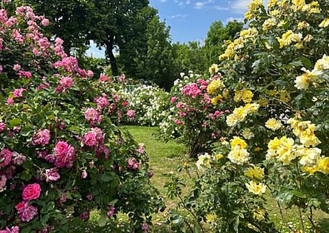 Vibrant garden oasis featuring lush pink and yellow rose bushes under a clear blue sky.