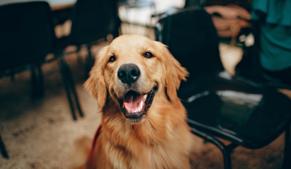 a dog smiling
