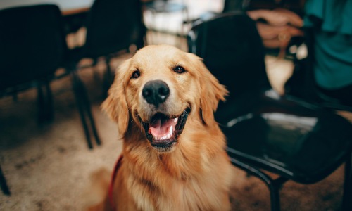 a dog smiling
